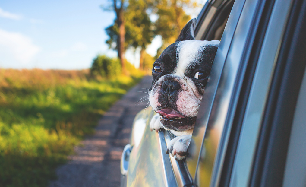 Hund im Auto