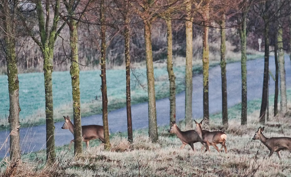 Vier Wildtiere, die kurz davor sind, die Straße zu überqueren