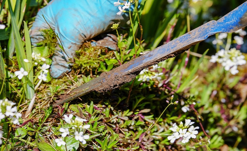 Eine Nahaufnahme einer Hand und eines Gartenwerkzeugs, mit dem vorsichtig in den Boden gestochen wird.