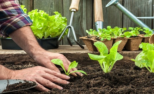 Die Hände eines Mannes, der Pflanzen in ein Beet einsetzt.