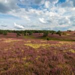 Ausflugsziele in der Lüneburger Heide: Sehenswürdigkeiten & Natur
