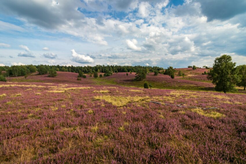 Highlight Lüneburger Heide Ausflugsziele in der Natur: Heideblüte