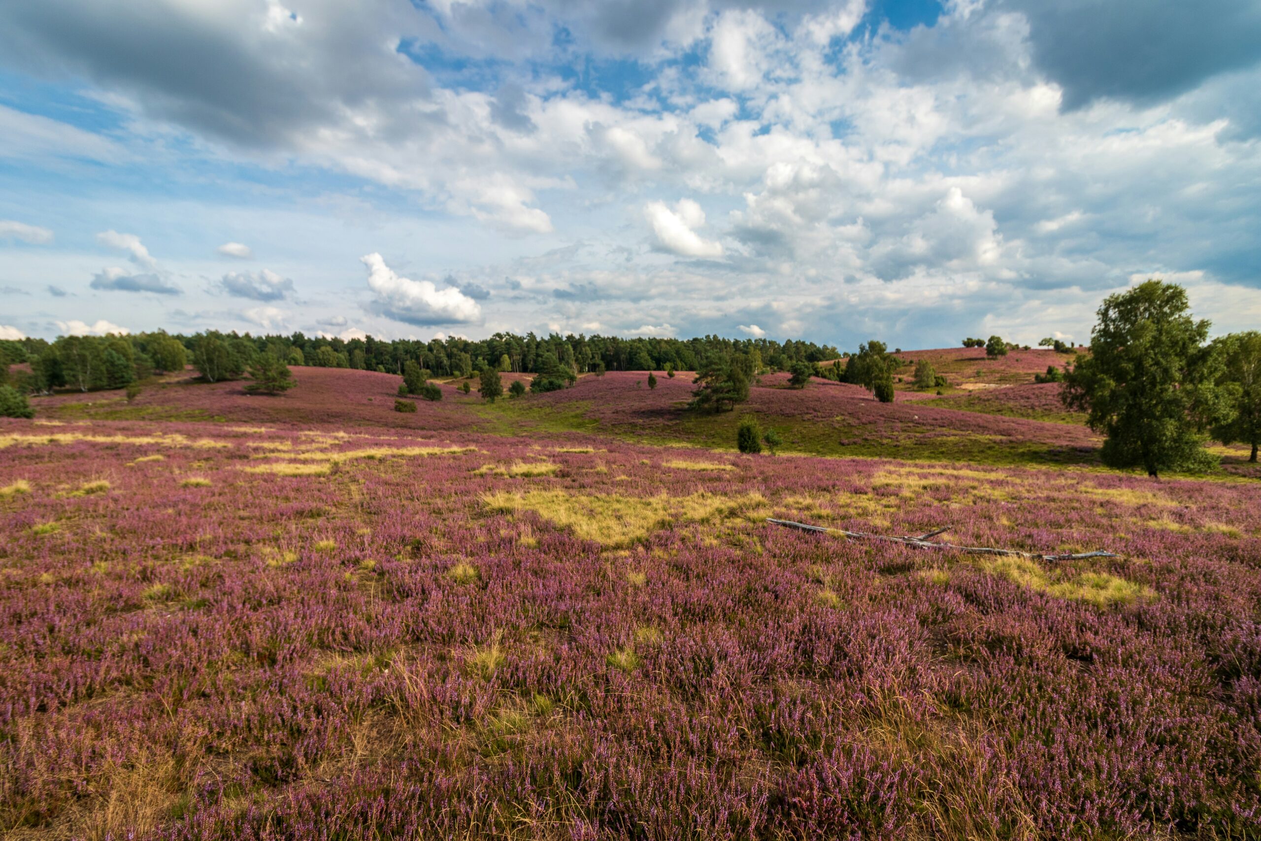 Ausflugsziele in der Lüneburger Heide: Sehenswürdigkeiten & Natur
