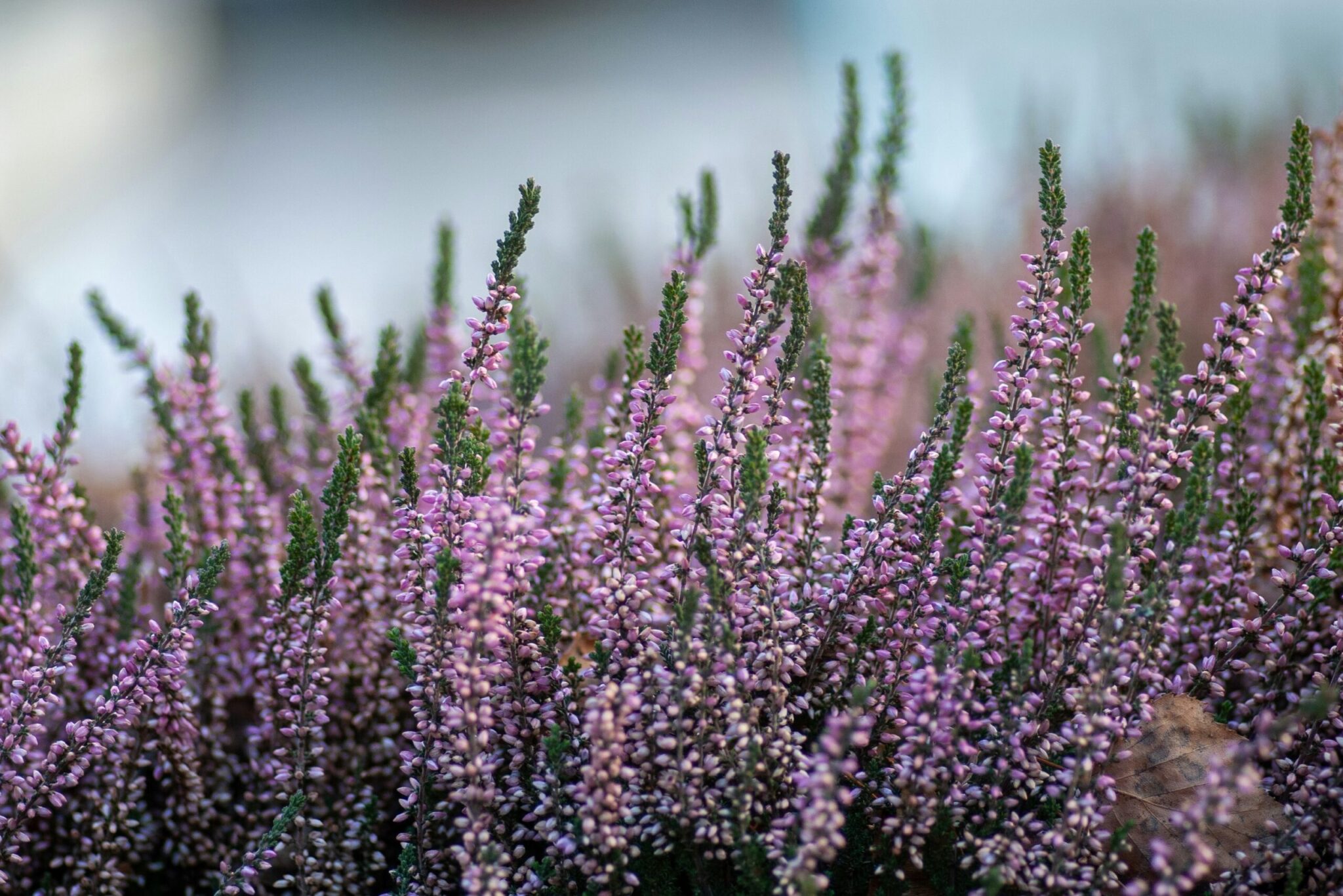 Heideblüte in der Lüneburger heide